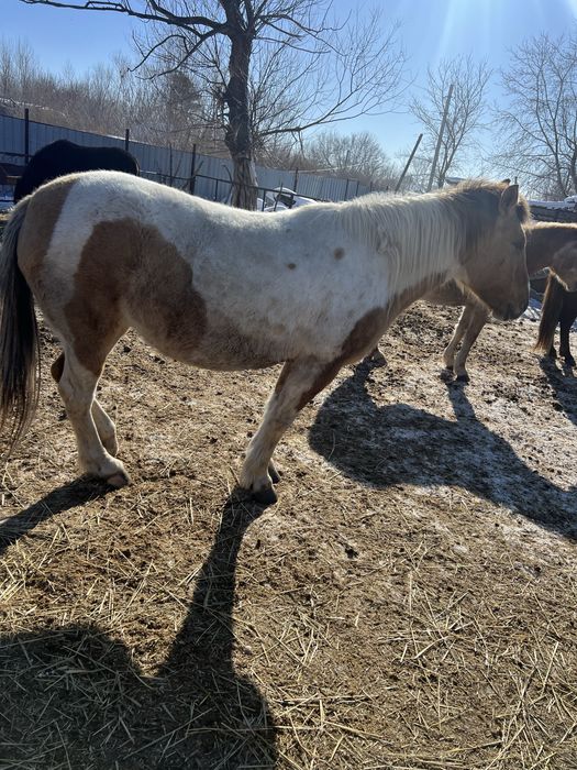 Кабылы жеребые дойные