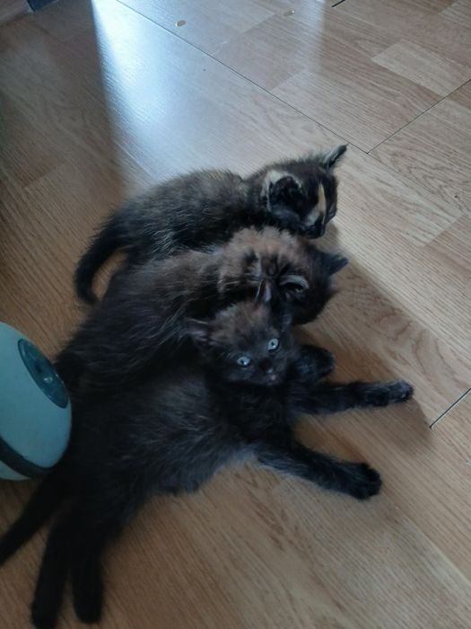 Отдам в добрые руки