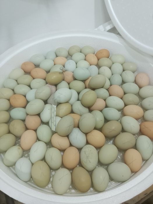 Продам домашних цыплят