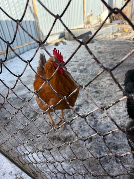 Продам петухов не дорого