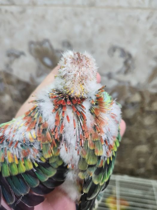 Продам молодых,певчих попугаев.Для ручного выкармливания кашей (самцы)