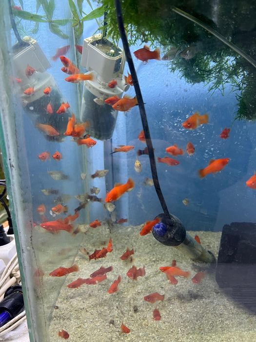 Балыктар сатылады