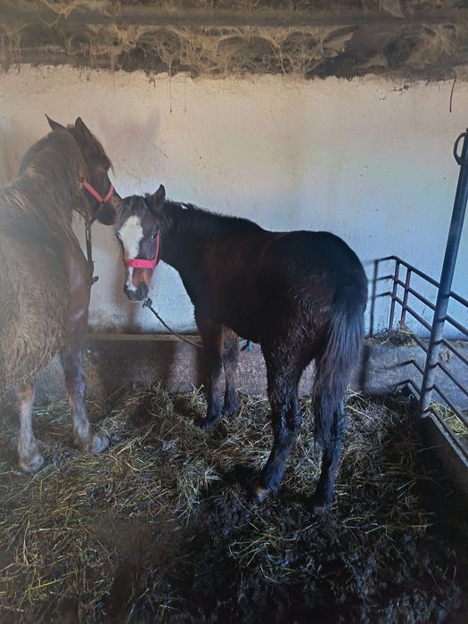 schimb manză cu diverse