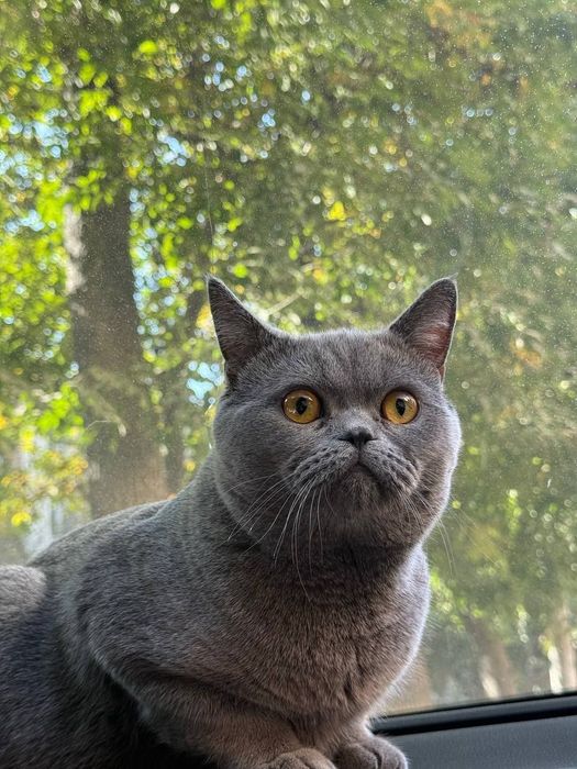 шотландская вислоухая и страйт. scottish fold and straight