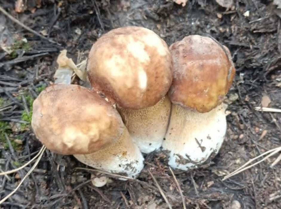 Продам белый гриб