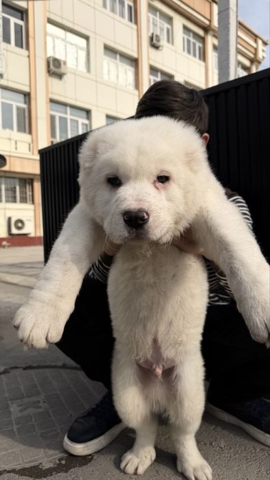 Щенок порода Алабай возраст 50дней