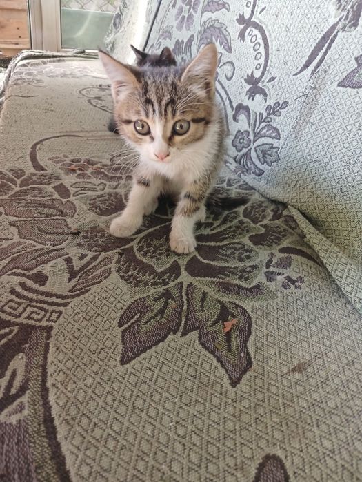 Отдам котят. Бесплатно