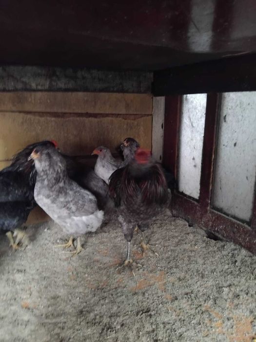 Vand cocosi susex si araucana