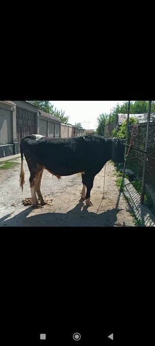 Buqa sotiladi 1.8 oyli