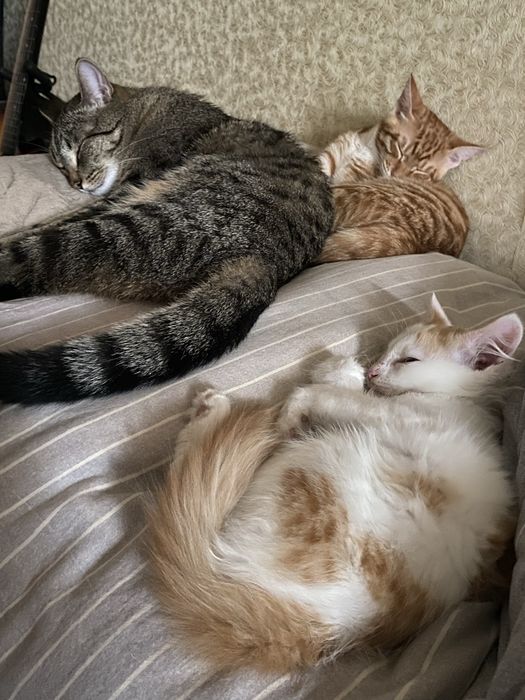 Отдам котенка в добрые руки