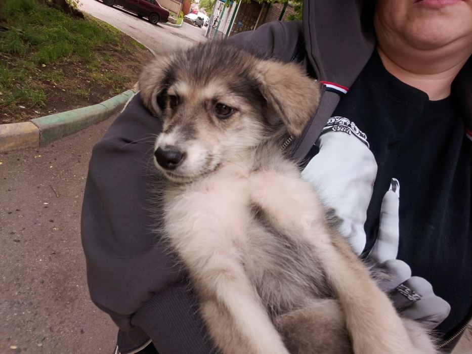Срочно нужен дом щенку