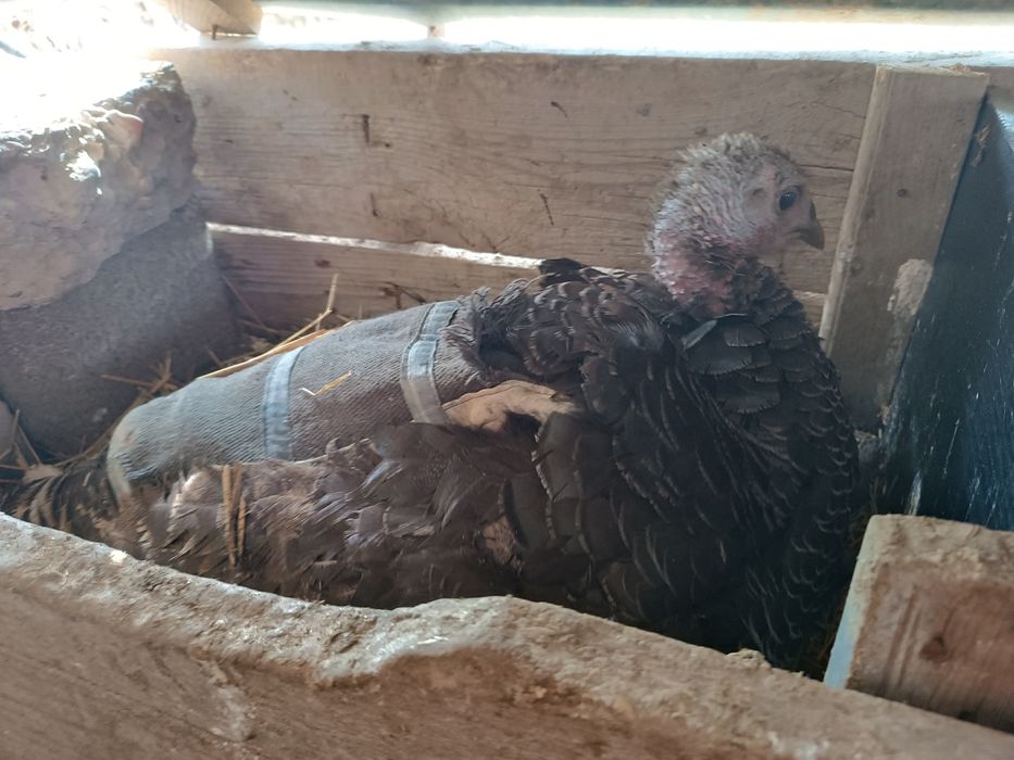 Күрік 2 индюк сатылады гибридтар