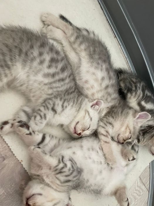 Вязка шатландец вислоухий