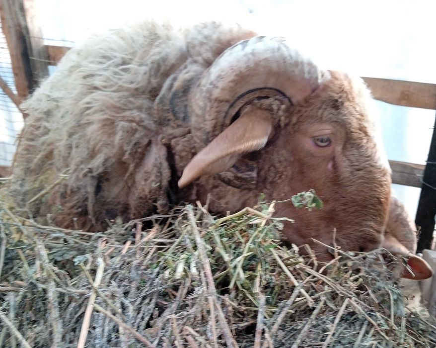 Berbec awassi avas pentru prăsilă