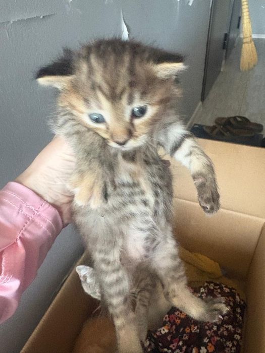 Отдам котят в добрые руки