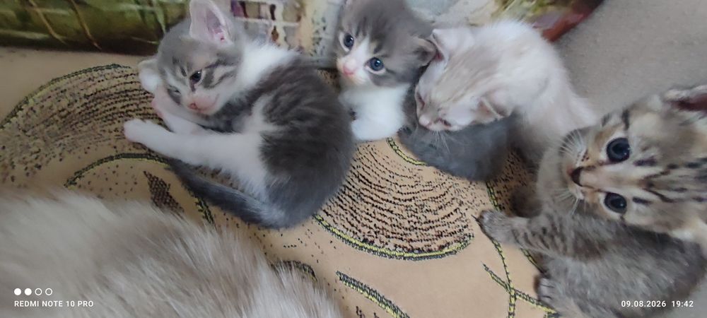 Отдам котят в добрые руки
