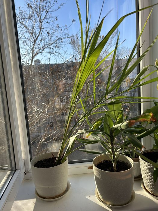 Продам цветы в гошках