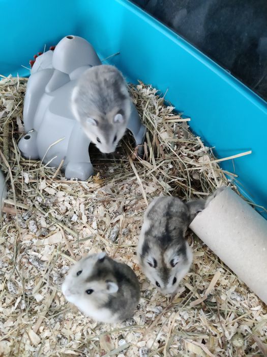 Hamsteri pitici siberieni