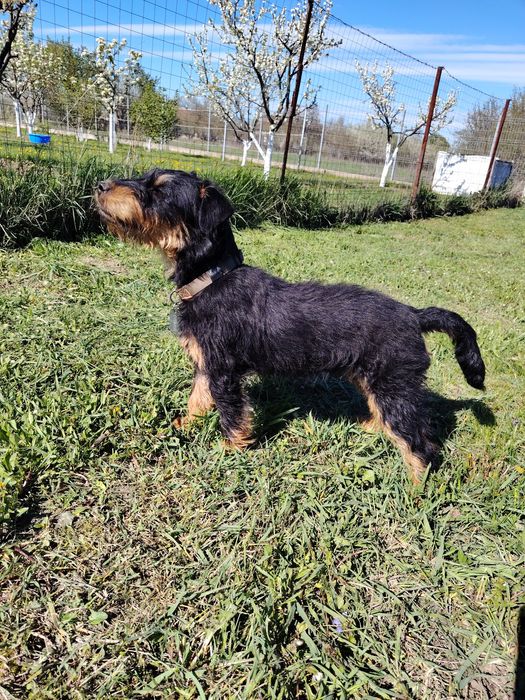 Jagd terrier de vânzare