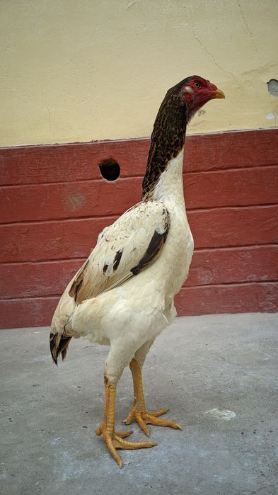 Кореец мекен сатылады