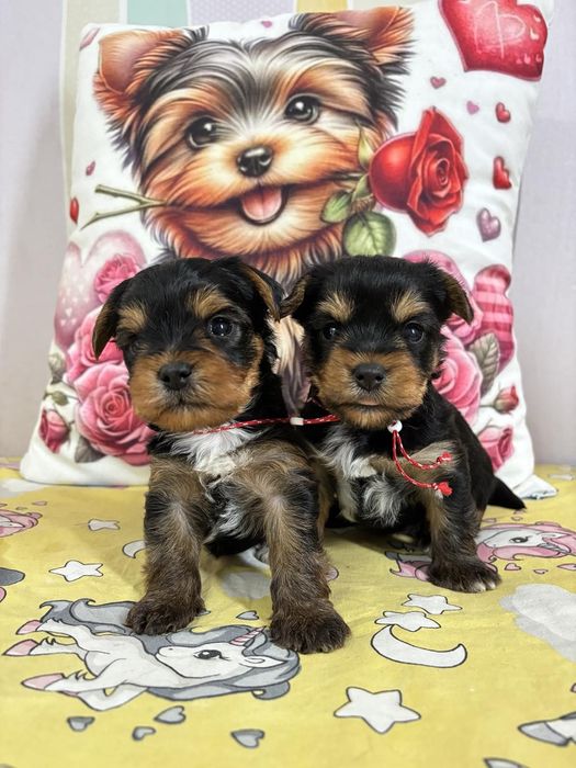 Йоркширски Териерчета