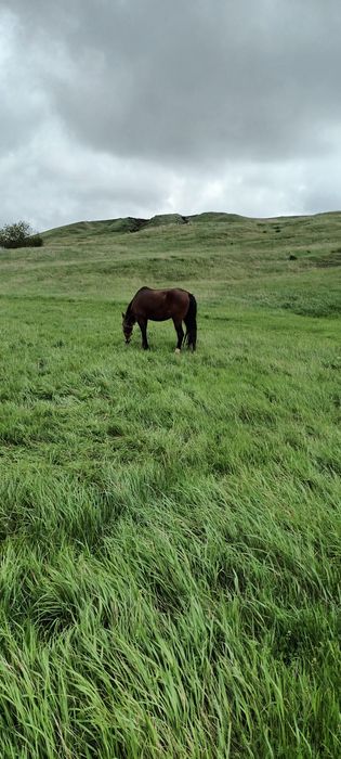 Animale tracțiune
