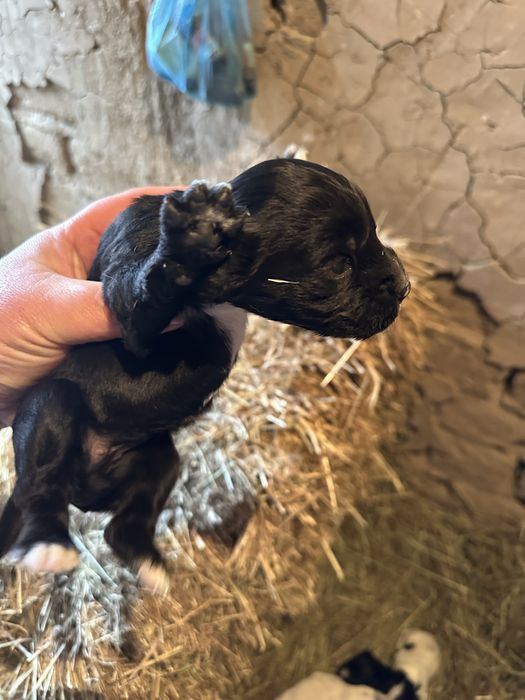 Англиский кокер спаниель охот щенята