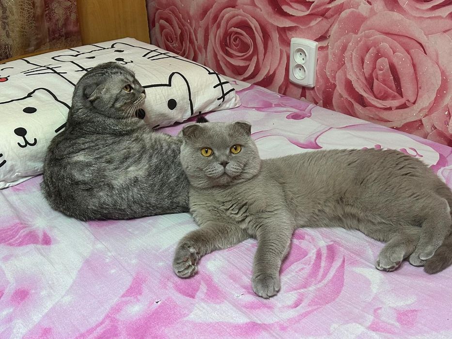 Вязка шотландский вислоухий кот