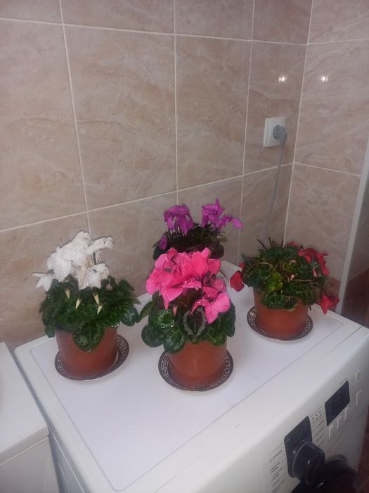 Комнатные растения