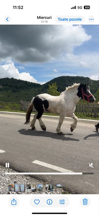 Vand armasar semigreu/ schimb cu auto/ montă