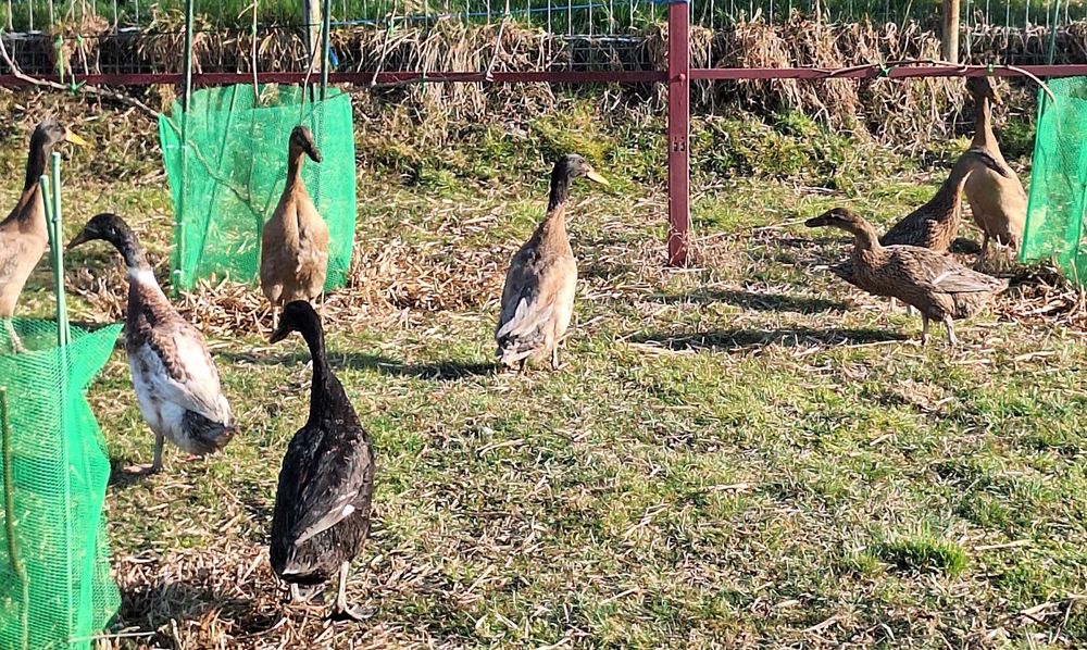 Oua de incubat Rate Indiene