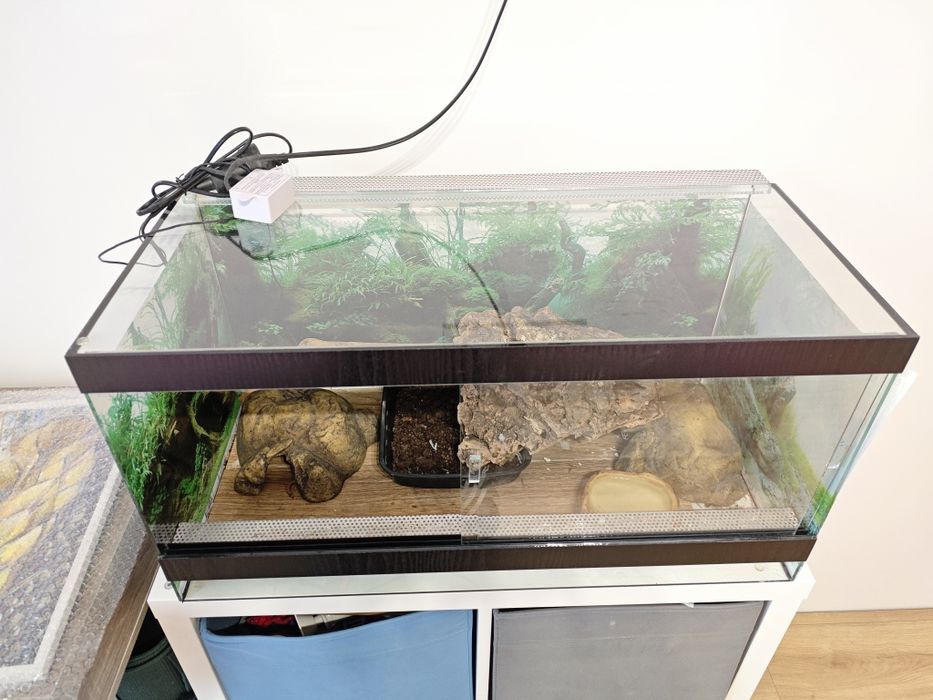 Леопардов гекон момче