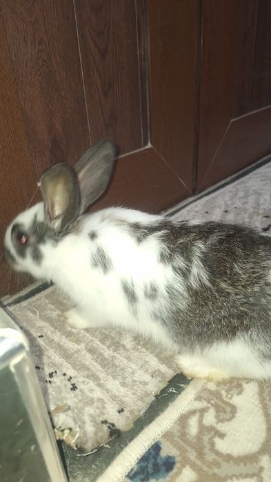 Quyonchalar sotiladi