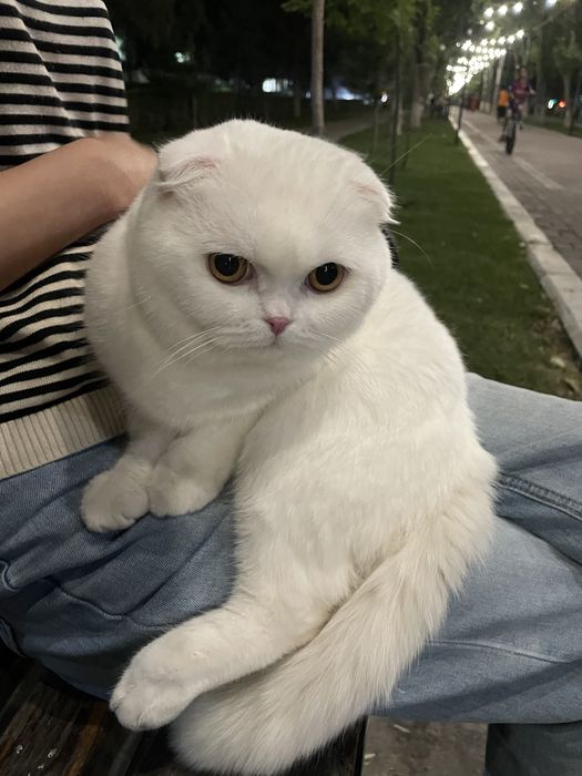 VYAZKA UN!!  Scottish fold white