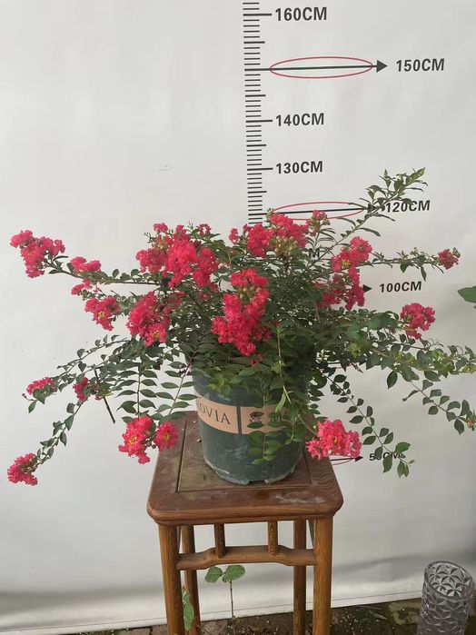 Индийский сирень янги тур