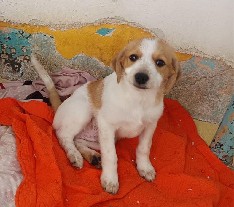 Ofer spre adoptie 2 catei talie mica GRATIS