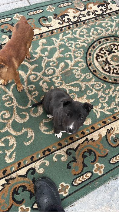 Продам щенка питбуля