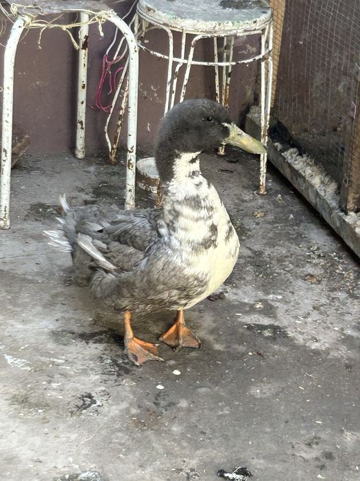 Продаетса Утка самец для спаривание голубой Фаворить.Крупный