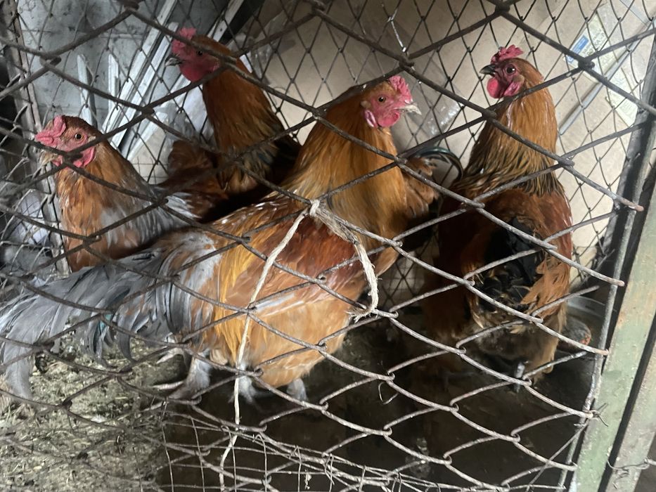 петухи продам хорошие