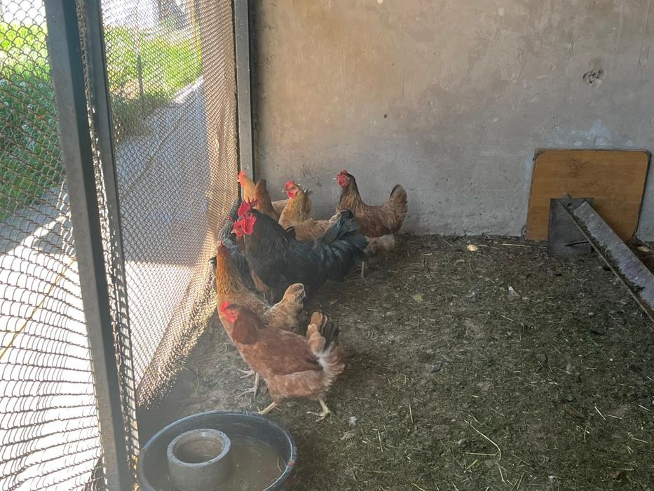 продам молодых курей