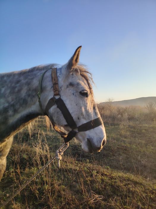 Продается кобыла