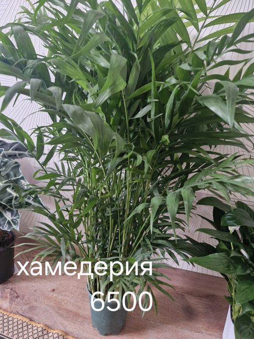 Бөлме гұлдері Актау