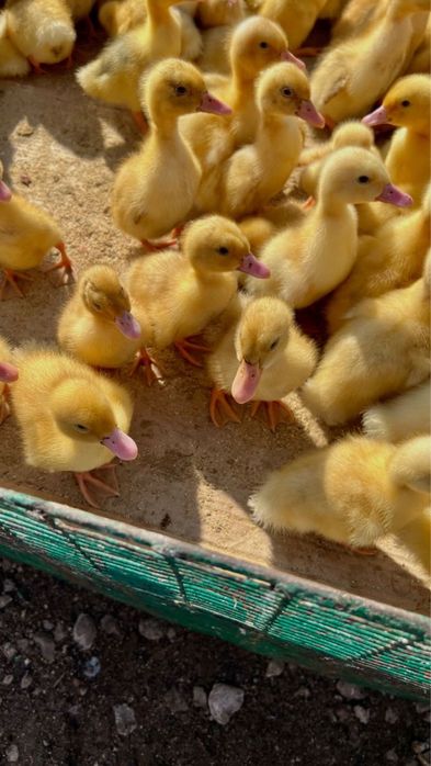 Французкая утка Star-53