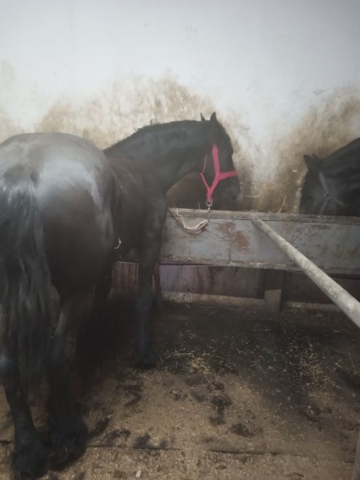 De vânzare mânz frizian