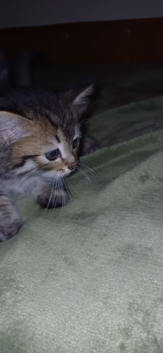 Продам котят (мальчики), 1 месяц