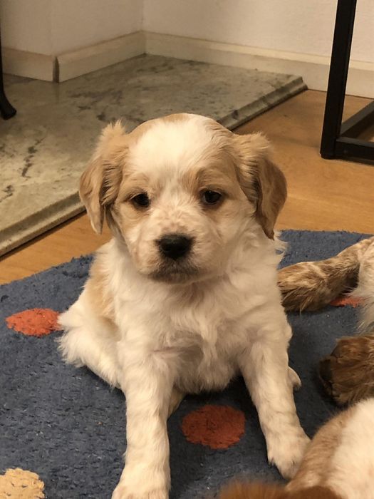 Продаваме кученца на 50дни , 2 мъжки и 3  женски,захранени