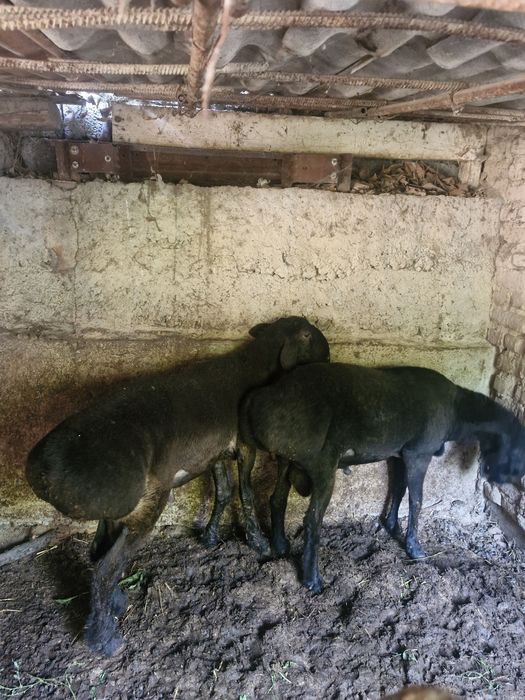 Qoʻy sotiladi sogʻlom 2 dona jivoy ves 70 kg