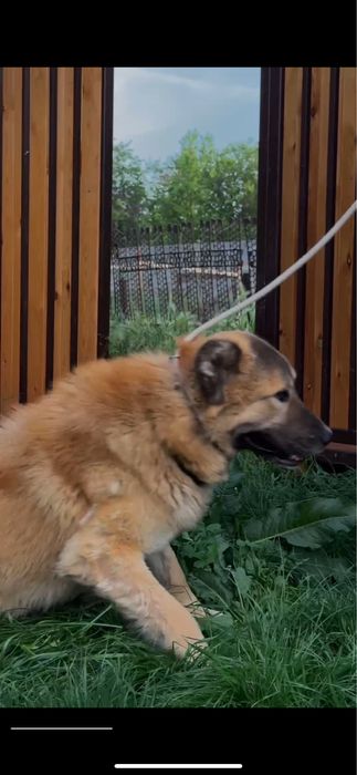 Диего. Классная собака. Мощный.