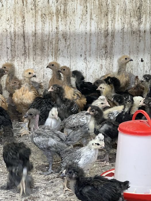 Продам домашних цыплят привитые очень шустрые