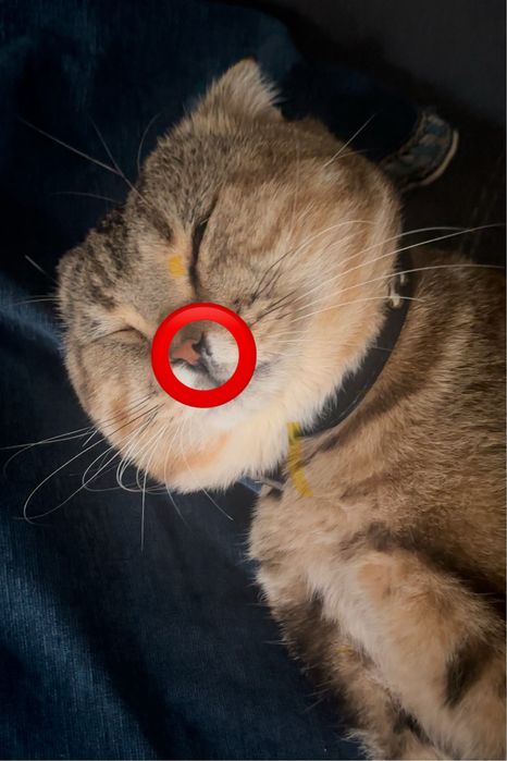 Пропал кот!! Кличка-Ричи